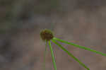 Cuban bulrush